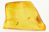 Fossil Midges (Chironomidae) In Baltic Amber - Mate Guard? #272144-1